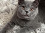 Trigger - British Shorthair Cat For Sale - Huntington, NY, US