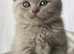 Freska - Scottish Fold Cat For Sale - Huntington, NY, US