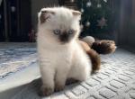 SOLD Smokey - Scottish Fold Cat For Sale - Boca Raton, FL, US