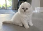 SOLD Snowball - Scottish Fold Cat For Sale - Boca Raton, FL, US