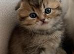 Babies - Scottish Fold Cat For Sale - Philadelphia, PA, US