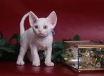 Snowball - Devon Rex Cat For Sale - Brooklyn, NY, US