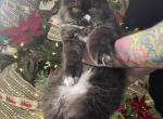 Black smoke white - Persian Cat For Sale - PA, US