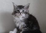 Maverick - Maine Coon Cat For Sale - Norwalk, CT, US