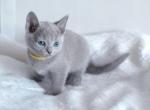 Glamoor - Russian Blue Cat For Sale - Norwalk, CT, US