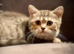 British shorthair female - British Shorthair Cat For Sale - Orlando, FL, US