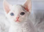 Alfred - Devon Rex Cat For Sale - Brooklyn, NY, US