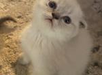 Snowball - Scottish Fold Cat For Sale - Denver, CO, US