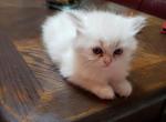 Sugar - Himalayan Cat For Sale - Dallas, TX, US