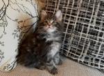 Maranello - Maine Coon Cat For Sale - Trenton, MO, US