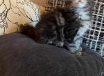 Modena - Maine Coon Cat For Sale - Trenton, MO, US