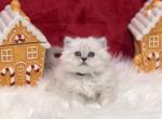 Coconut - Scottish Straight Cat For Sale - Vancouver, WA, US