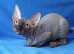 Deni - Sphynx Cat For Sale - Norwalk, CT, US