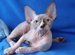 Demi - Sphynx Cat For Sale - Norwalk, CT, US