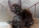 Lucky Maine Coon - Maine Coon Cat For Sale - Norwalk, CT, US