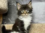 Marshal polydact - Maine Coon Cat For Sale - Norwalk, CT, US