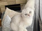 Scottish fold - Scottish Fold Cat For Sale - Thornton, CO, US