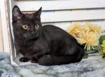 Paul - Munchkin Cat For Sale - Joplin, MO, US