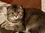 key - Scottish Fold Cat For Sale - Philadelphia, PA, US