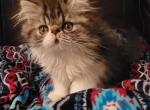Cfa tabby and white - Persian Cat For Sale - Youngstown, OH, US