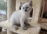 Blue - Siamese Cat For Sale - Elizabeth, NJ, US