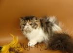 Kira - Persian Cat For Sale - Yucca Valley, CA, US