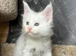 Monarh polydact - Maine Coon Cat For Sale - Hollywood, FL, US