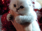 Sam - Scottish Fold Cat For Sale - Huntington Beach, CA, US