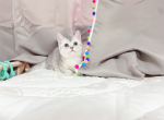 sasa - Munchkin Cat For Sale - Staten Island, NY, US