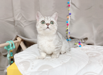 doreme - Munchkin Cat For Sale - Staten Island, NY, US