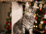 Balu - Maine Coon Cat For Sale - Chicopee, MA, US