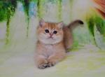 Queenie - British Shorthair Cat For Sale - NY, US