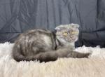 Sterling - Scottish Fold Cat For Sale - Ava, MO, US