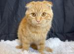 Pumpkin - Scottish Fold Cat For Sale - Ava, MO, US