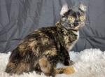 Ivy - American Curl Cat For Sale - Ava, MO, US