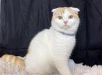 Ollie - Scottish Fold Cat For Sale - Ava, MO, US