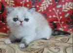 Emmanuel - Exotic Cat For Sale - Hollywood, FL, US