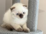 SOLD Marshmallow - Scottish Fold Cat For Sale - Boca Raton, FL, US