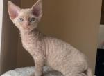 Fawn - Devon Rex Cat For Sale - Brooklyn, NY, US