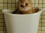 Jasmine - Scottish Fold Cat For Sale - Philadelphia, PA, US