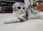 Sandra1 - Scottish Fold Cat For Sale - Philadelphia, PA, US