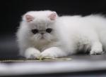 Grand - Persian Cat For Sale - Hollywood, FL, US