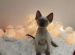 Hilary - Devon Rex Cat For Sale - Hollywood, FL, US