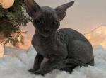 Huston - Devon Rex Cat For Sale - Hollywood, FL, US