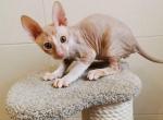 Pontiac Cornish Rex - Devon Rex Cat For Sale - Hollywood, FL, US