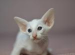 Ursula - Oriental Cat For Sale - Norwalk, CT, US