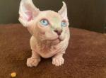 Boy - Sphynx Cat For Sale - Norwalk, CT, US