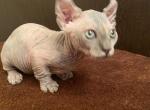 Bianca - Sphynx Cat For Sale - Norwalk, CT, US