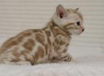 Enigma - Bengal Cat For Sale - Miami, FL, US