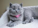 Dianna - British Shorthair Cat For Sale - WA, US